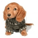 Dachshund Dogs Dogs Memory Game