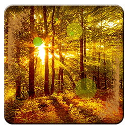 Sunny Forest Wallpaper App