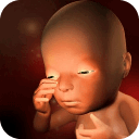 3D胎儿发育科学图解