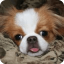 Japanese Chin Dogs Memory Game