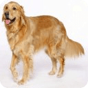 Golden Retriever NEW