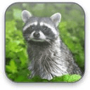 Raccoon Free Video Wallpaper