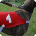 Greyhound Racing News UK