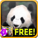 Panda Slots - Free