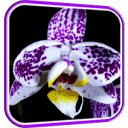 Orchid Video Live Wallpaper