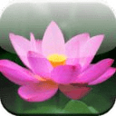 Pink Lotus HD Wallpaper