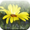 YELLOW CHAMOMILE HD WALLPAPER