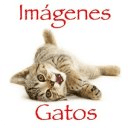 Imágenes Gatos