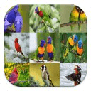 Birds Games Puzzle