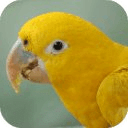 Talking Conure Parrot