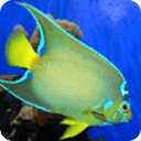 Fish of the Coral Reef 2 FREE