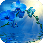 Blue Orchid Live Wallpaper