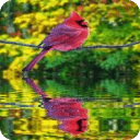 Cardinal Reflection Live Wallp