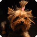 Yorkie Dogs Dogs Memory Game
