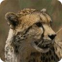 African Wallpapers:Wildlife 1