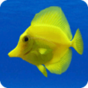 Fish Aquarium LWP