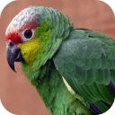 Talking Amazon Parrot