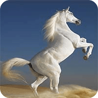 Horse Live Wallpaper