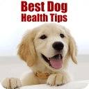 Best Dog Health Tips