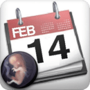怀孕日历