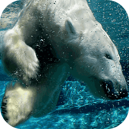 Polar Bear Live Wallpaper