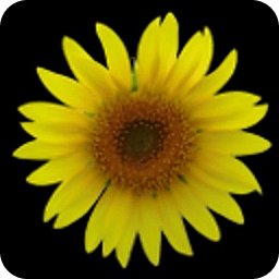 Sunflower LW Free + weather