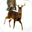 Deer Legend Hunting 2014