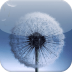 Galaxy S3 Dandelion Wallpaper