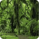 Forest Rain