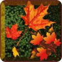 Autumn Top Free Live Wallpaper