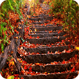 leaves fill the stairs