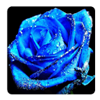 拼图之蓝玫瑰