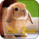 Cute Rabbits Ripple LWP