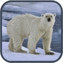 Polar bear HD. Video Wallpaper