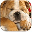 English Bulldog Wallpapers