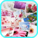 Free Flower Wallpaper HD