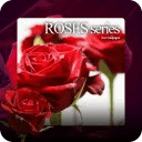 Rose Just Married Wallpaper