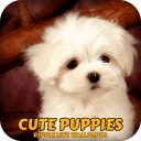 Cute Puppies Ripple Live Wallpaper