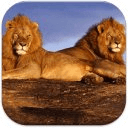 African Lion Wallpapers HD