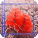 Coral Jigsaw Puzzles