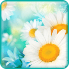 Daisies Live Wallpaper