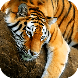 Tiger 3D Live Wallpaper