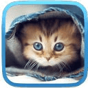 Cat HD Wallpaper Free