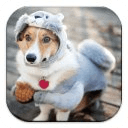 Cute Dogs Jigsaw Puzzles