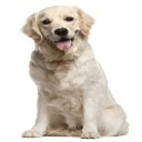 Golden Retriever Info App