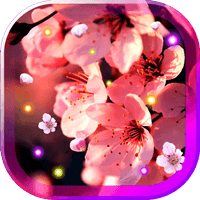 Sakura Flowers live wallpaper