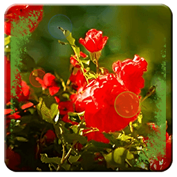 HD Red Roses in Wallpapers