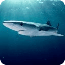 Shark Best HD Live Wallpaper