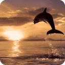 Dolphin Sunrise Live Wallpaper