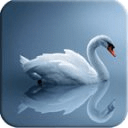 Swans Live Wallpaper